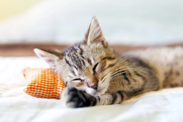 Gatito pequeño con almohada roja — Foto de Stock