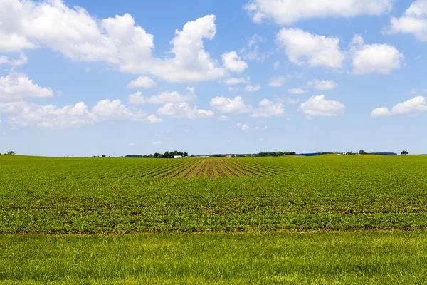 American Farmland With Blue Cloudy Sky Stock Photo
