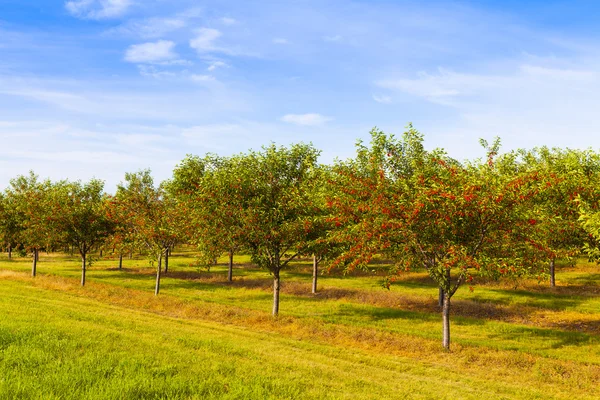 Cherries Orchard With Blue Sky — Stock Photo, Image