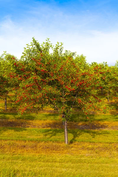 Cherries Orchard With Blue Sky — Stock Photo, Image