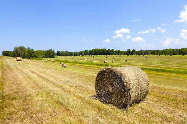 American countrysidelandscape with bundles of hay — Stock Photo, Image
