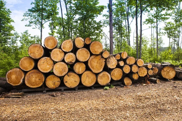 Felled tree in the forest — Stock Photo, Image