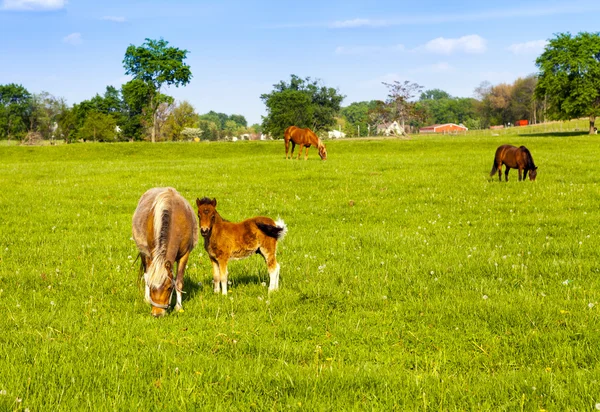 Schöne Pferde auf amerikanischem Bauernhof — Stockfoto