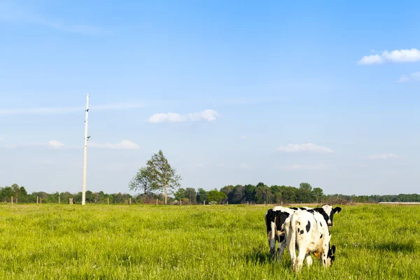 Terreno agricolo americano con cielo blu nuvoloso — Foto Stock