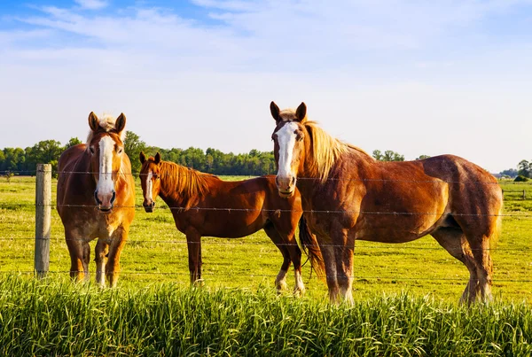 Belos cavalos durante o pôr do sol — Fotografia de Stock
