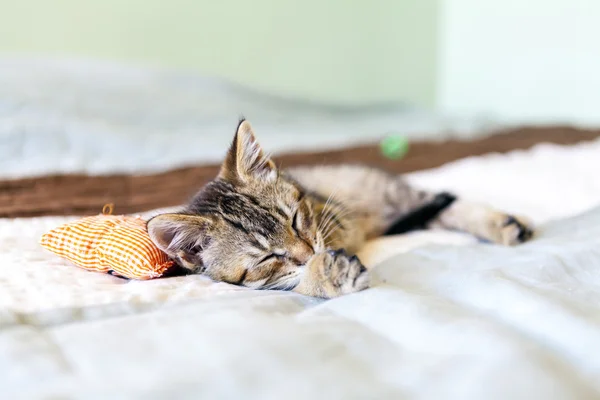 Piccolo gattino con cuscino rosso — Foto Stock