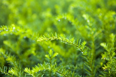 yağmur sonra yeşil çitleri