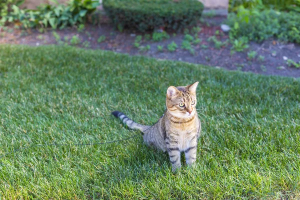 Jeune chat dans le jardin — Photo