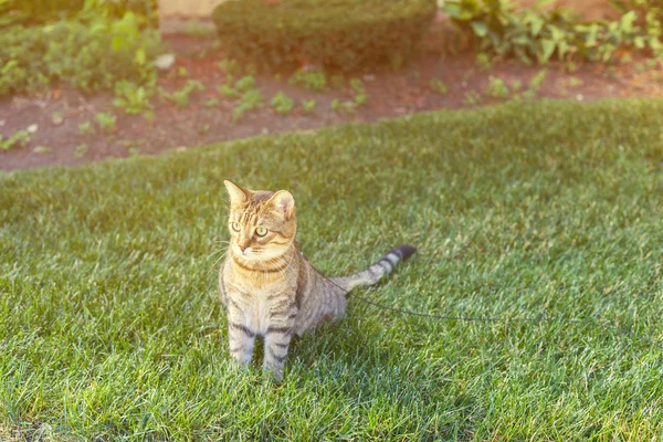 Jonge kat in de tuin — Stockfoto