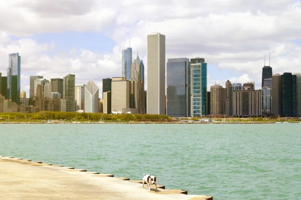 Stad stoep met hond en skyline op achtergrond — Stockfoto