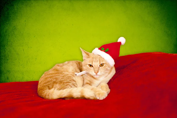 Молодой кот в рождественской обстановке, лежит на кровати — стоковое фото