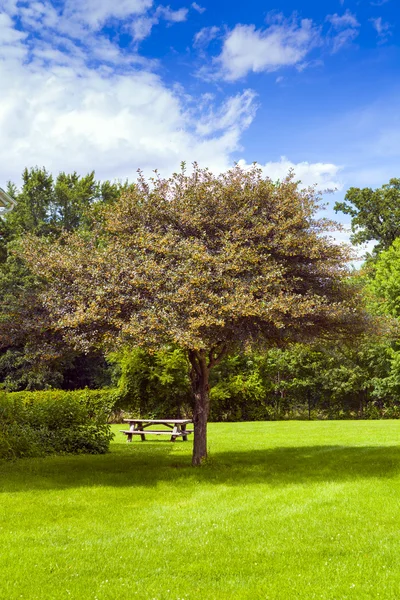 Parkta piknik masası — Stok fotoğraf