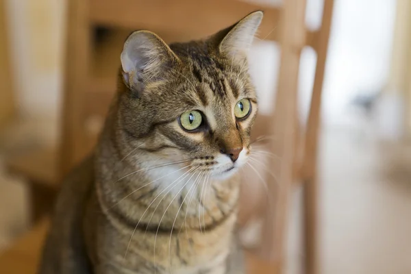 Young Cat in Home — Stock Photo, Image