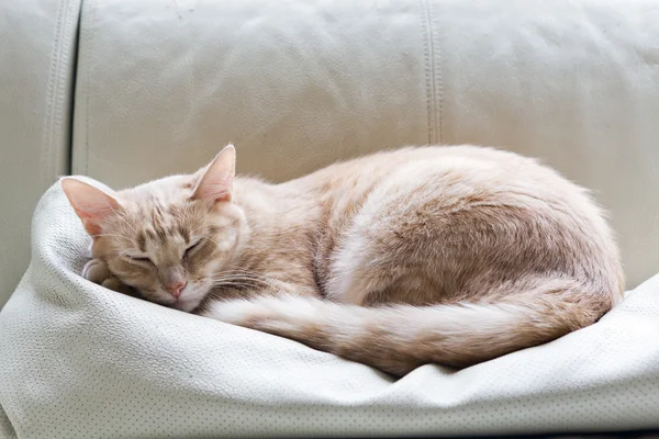 Mourovatá kočka na pohovce — Stock fotografie