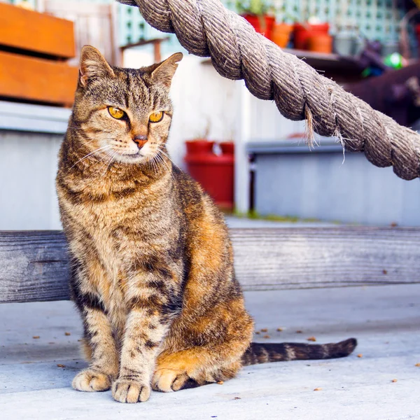 Gato al aire libre — Foto de Stock