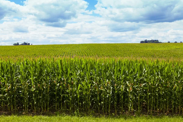 Campo de maíz con cielo nublado — Foto de Stock