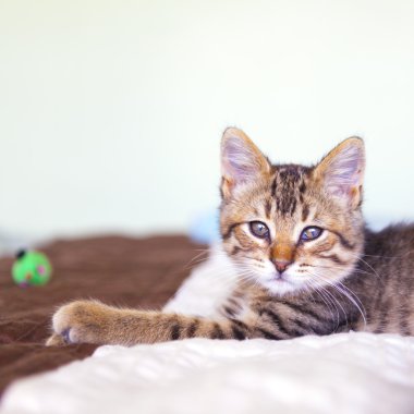 Yatak Odasında Küçük Tekir Kedi