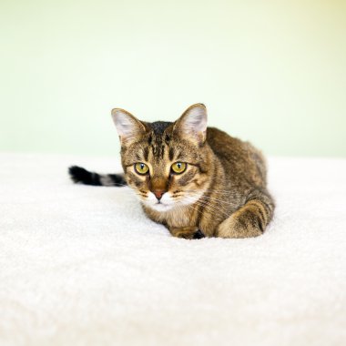 Genç kedi