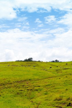 Mavi bulutlu gökyüzü ile tropikal tarım arazisi
