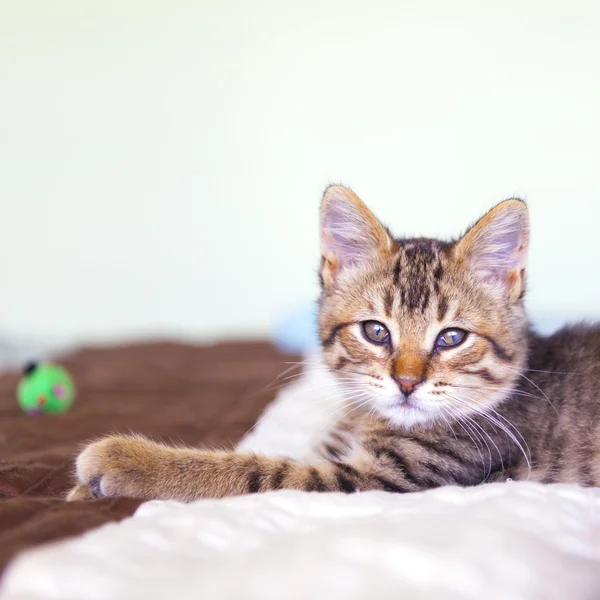 침실에 있는 작은 타비 고양이 — 스톡 사진
