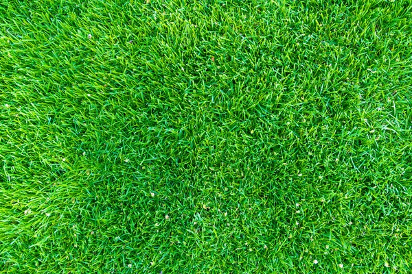 Grass — Stock Photo, Image