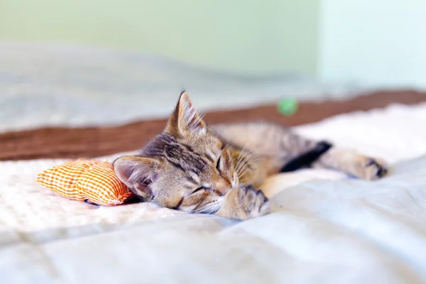 Pequeno gatinho com travesseiro vermelho — Fotografia de Stock