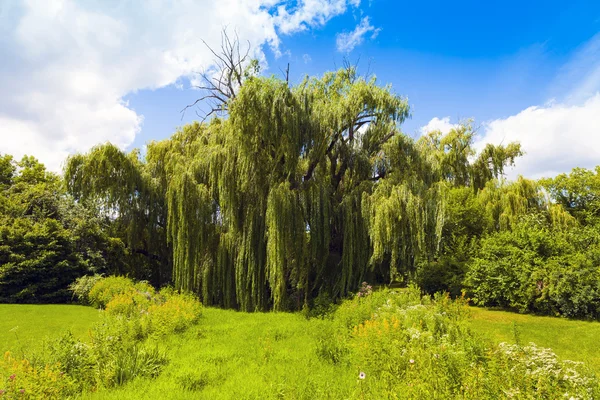 Garden — Stock Photo, Image