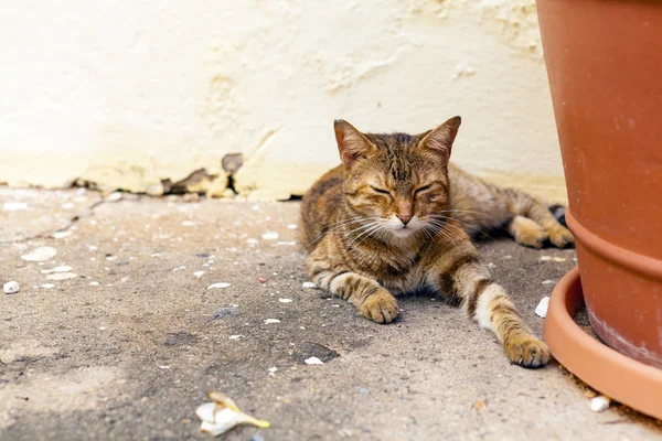 Katze auf den Straßen von San Juan — Stockfoto
