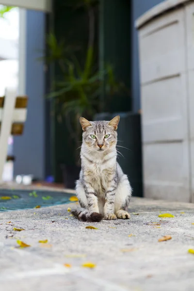 Katze auf den Straßen von San Juan — Stockfoto