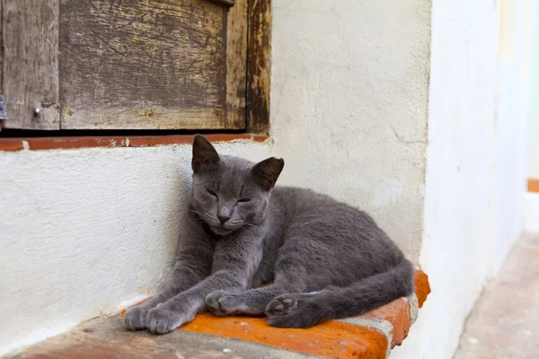 サンファンの通りの上の猫 — ストック写真