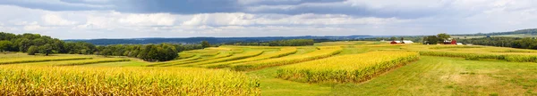 Campo de maíz Panorama de campo americano con cielo tormentoso —  Fotos de Stock