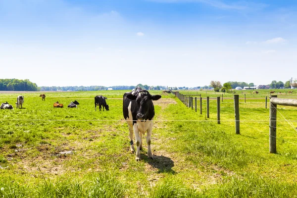 Amerikanisches Ackerland mit blauem bewölkten Himmel — Stockfoto