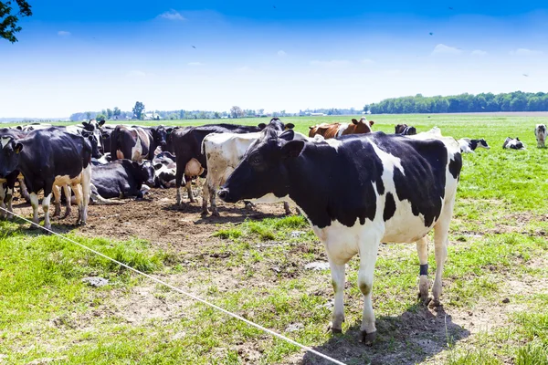 Amerikaanse boerderij met blauwe bewolkte lucht — Stockfoto