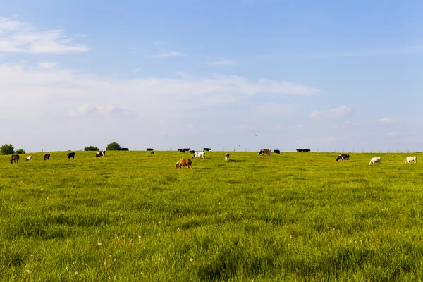Tierras agrícolas americanas con cielo nublado azul — Foto de Stock
