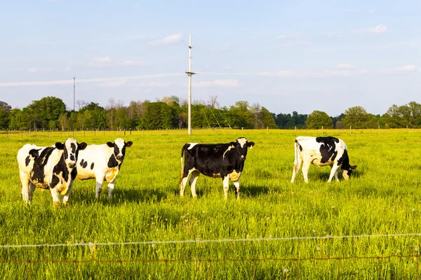 Amerikanisches Ackerland mit blauem bewölkten Himmel — Stockfoto