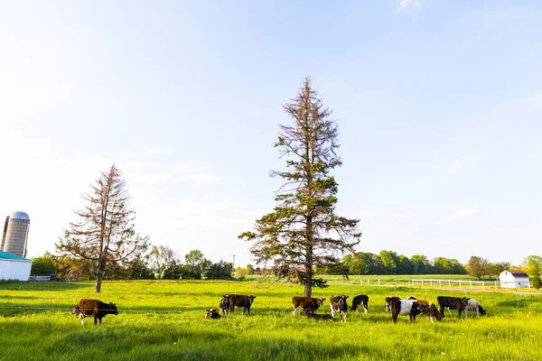 Tierras agrícolas americanas con cielo nublado azul — Foto de Stock