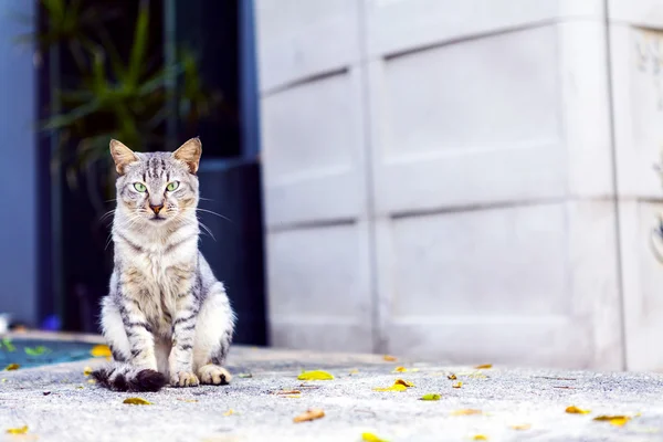 Cat on San Juan Streets — Stock Photo, Image