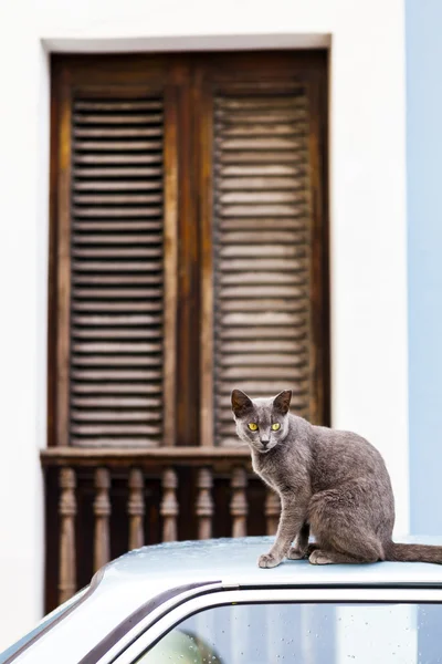 Cat en las calles de San Juan — Foto de Stock