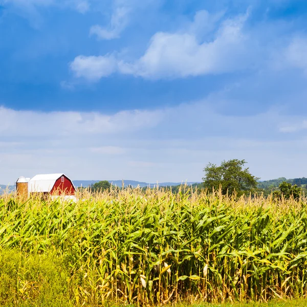 Pole kukurydzy amerykańskiego krajobrazu z burzliwy niebo — Zdjęcie stockowe