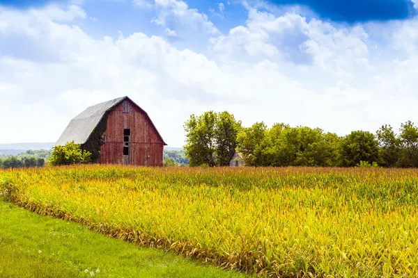 Campo de maíz americano con cielo tormentoso — Foto de Stock