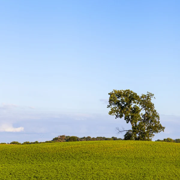 American Farmland with Blue Cloudy Sky — стокове фото
