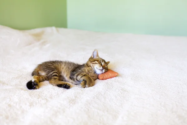 Μικρή γατούλα με κόκκινο μαξιλάρι — Φωτογραφία Αρχείου