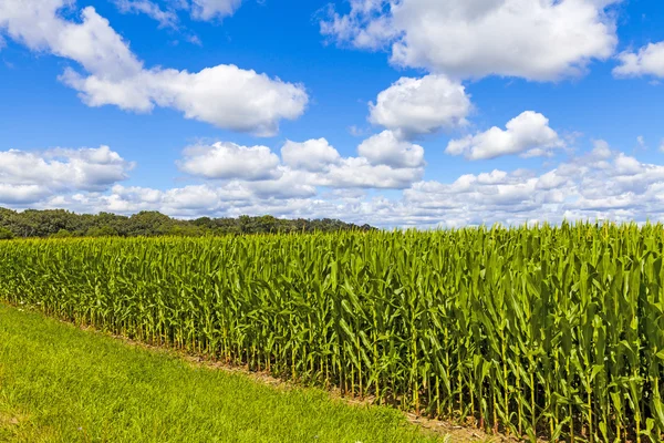 Amerikanische Landschaft Maisfeld mit stürmischem Himmel — Stockfoto