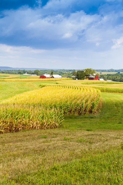 Amerikanische Landschaft Maisfeld mit stürmischem Himmel — Stockfoto