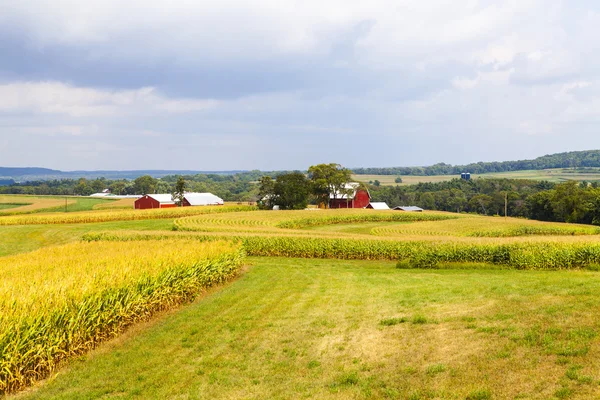 Amerikanische Landschaft Maisfeld mit stürmischem Himmel — Stockfoto