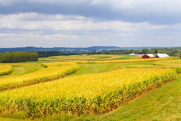 American Countryside Corn Field With Stormy Sky — Stock Photo, Image