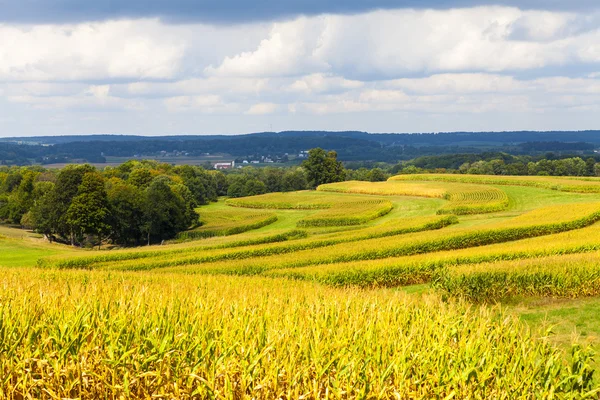 Amerikai vidéki kukoricásban viharos ég — Stock Fotó
