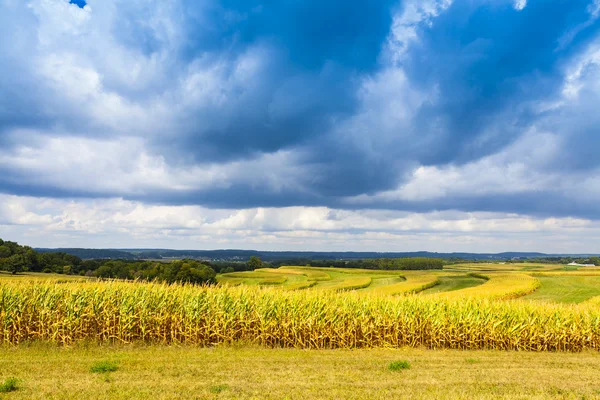 Campo de milho do campo americano com céu tempestuoso — Fotografia de Stock
