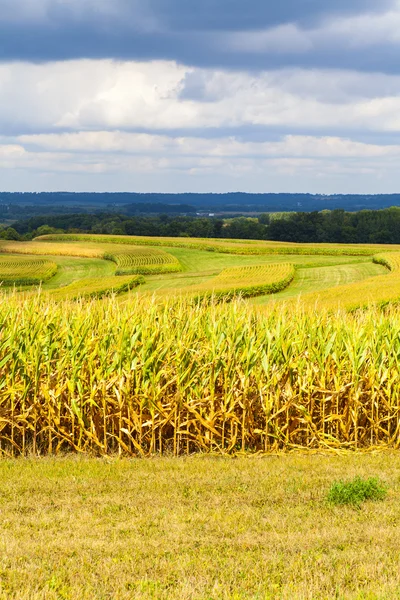 Amerikaanse platteland maïsveld met stormy sky — Stockfoto