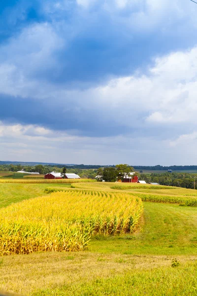 嵐の空とアメリカの田舎のトウモロコシ畑 ストック写真 C Maxym 嵐の空とアメリカの田舎のトウモロコシ畑 ストック写真 C Maxym